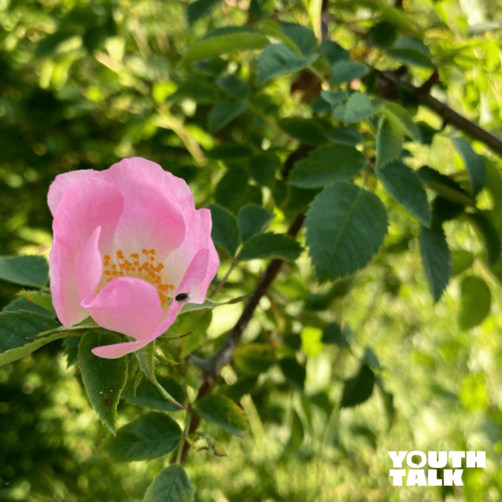 wildflowers, fundraising, youth talk, st albans, counselling, anxiety, mental health, charity