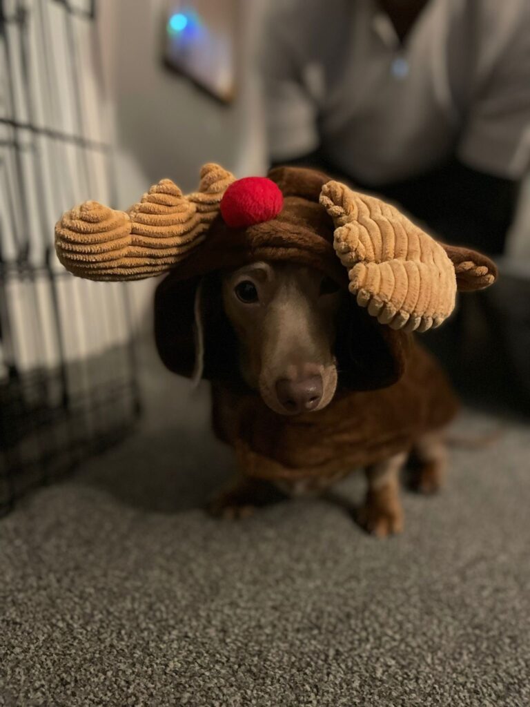 Sausage dog wearing a Christmas jumper and hat