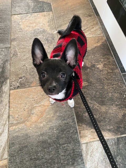 Chihuahua wearing a Christmas jumper