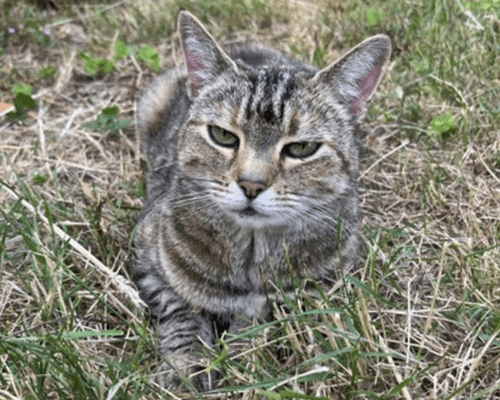 Emily's tabby cat lying in cut grass.